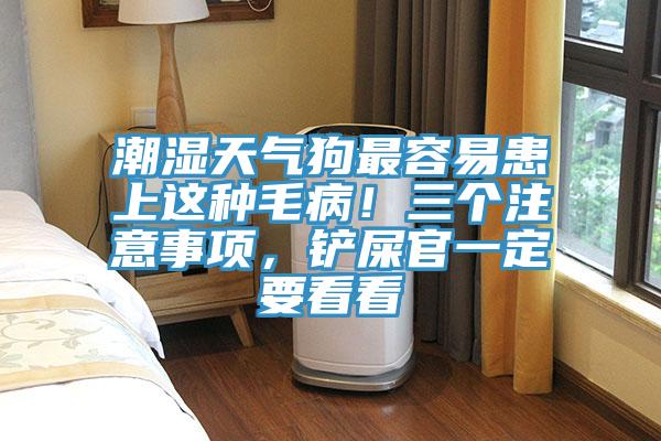 潮濕天氣狗最容易患上這種毛病!三個(gè)注意事項(xiàng),鏟屎官一定要看看